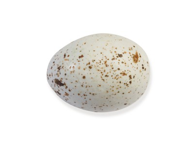 Oeufs mouette